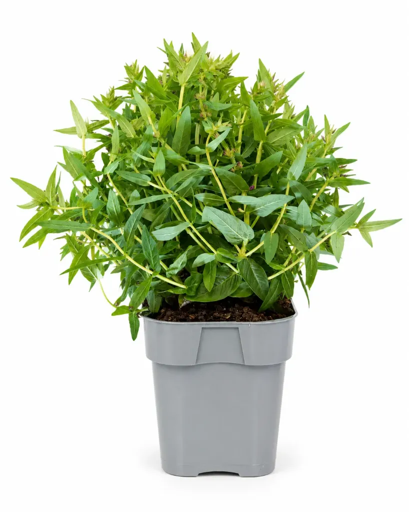 Rantakukka 'Robin' – Lythrum salicaria 'Robin'