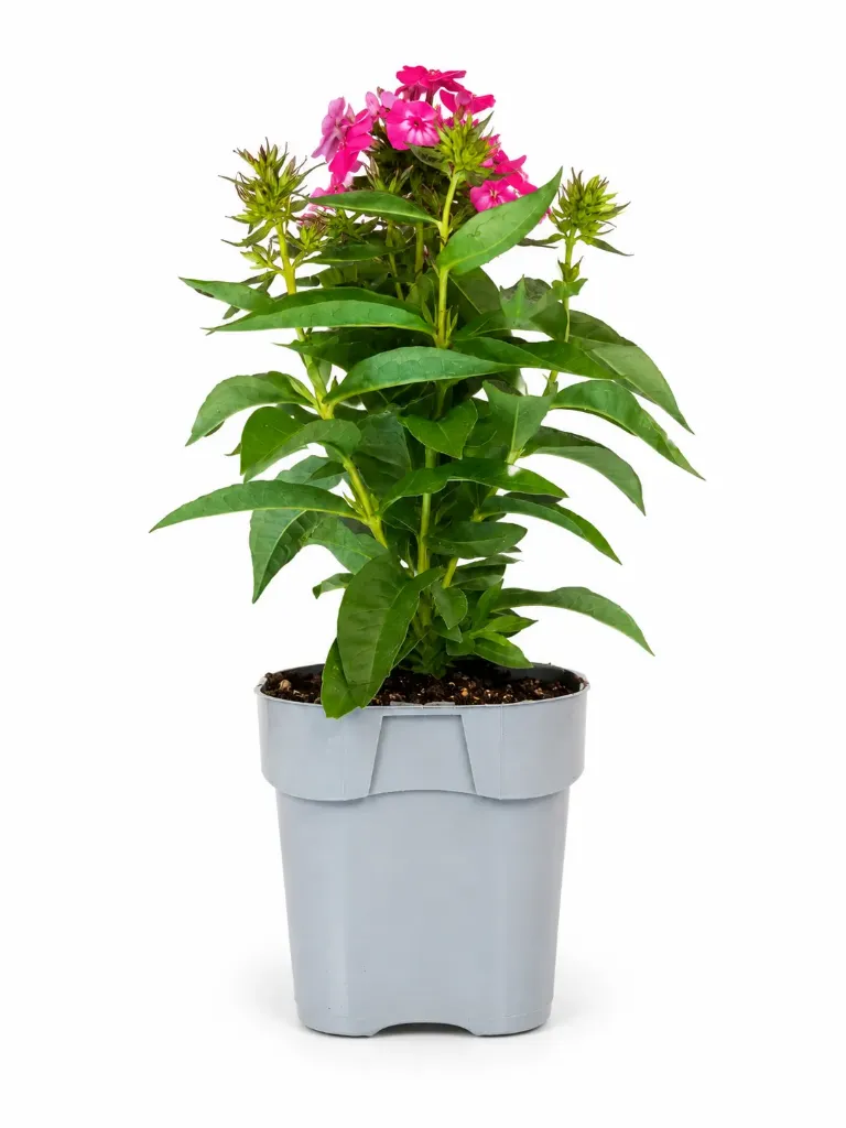 Syysleimu 'Flame Watermelon' – Phlox paniculata 'Flame Watermelon'
