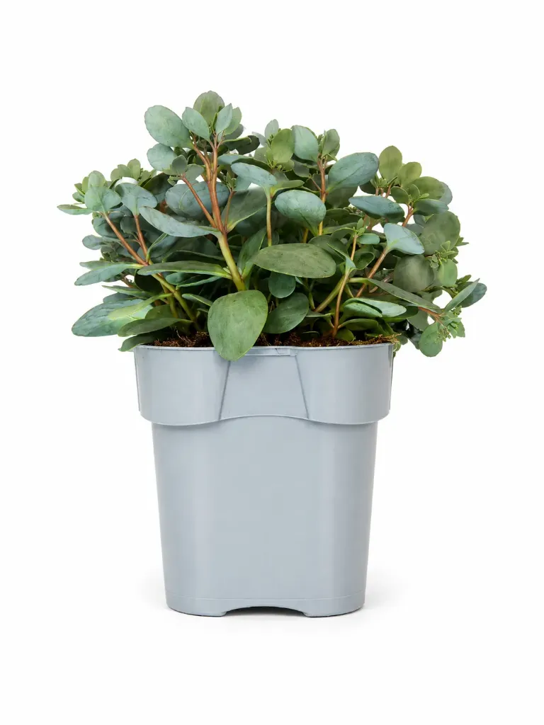 Maksaruoho 'Superstar' – Sedum hybridum 'Superstar'