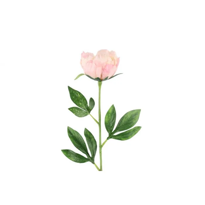 Pioni malva 60 cm – tekokukka