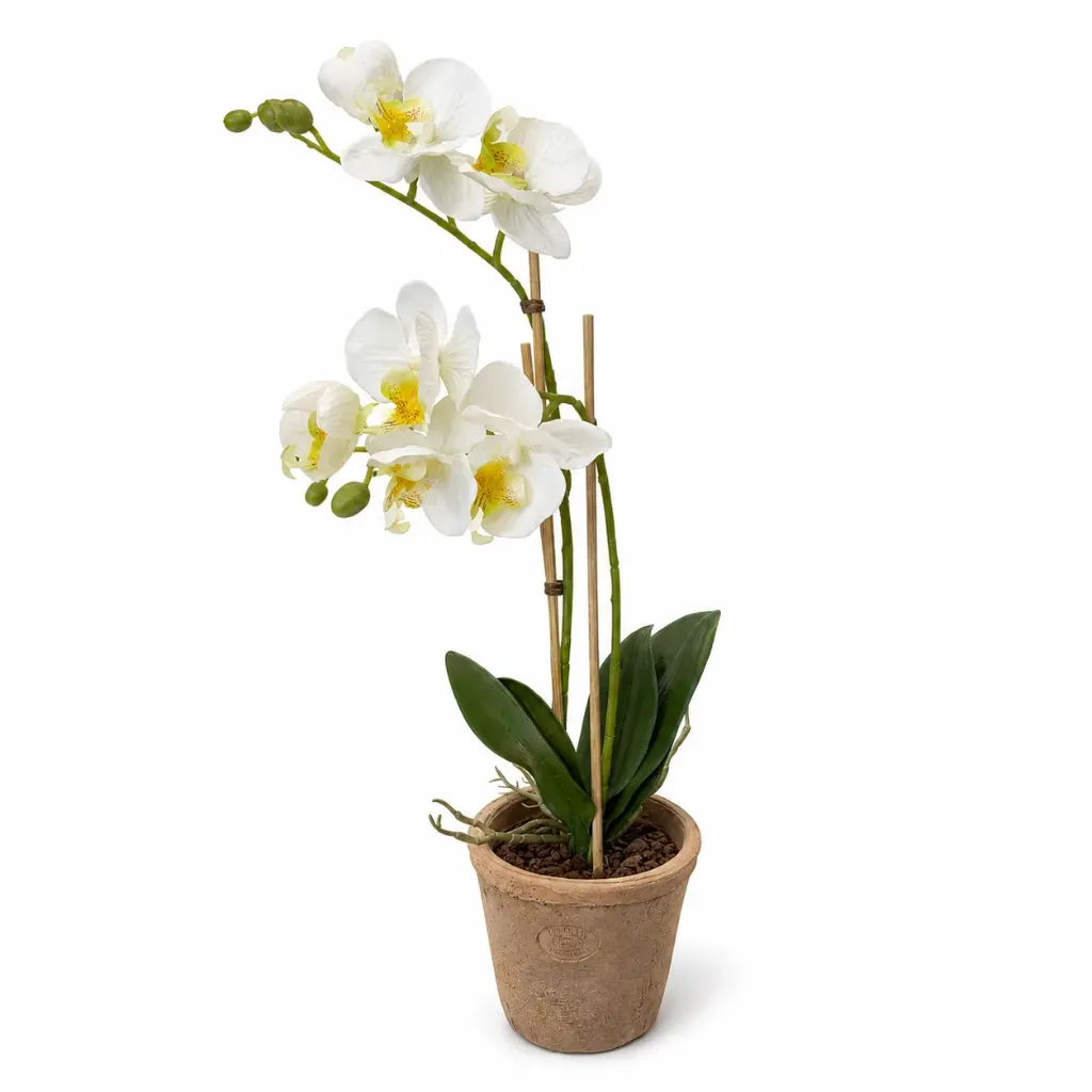 Ruukkuorkidea valkoinen 42 cm
