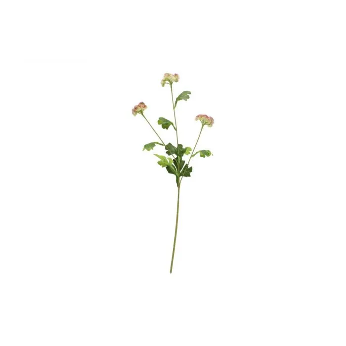 Maksaruoho-oksa 60 cm