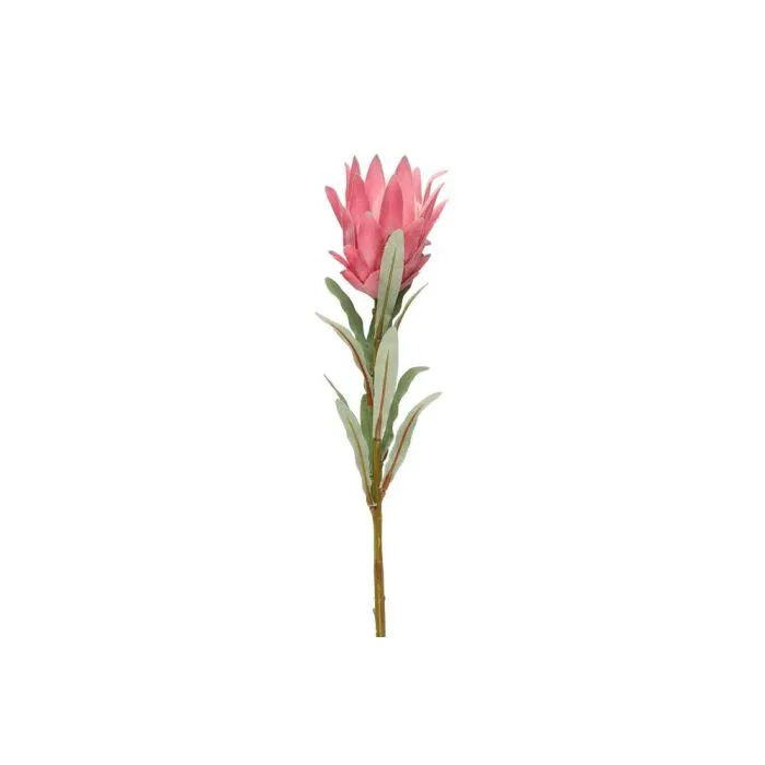 Protea-oksa 69 cm