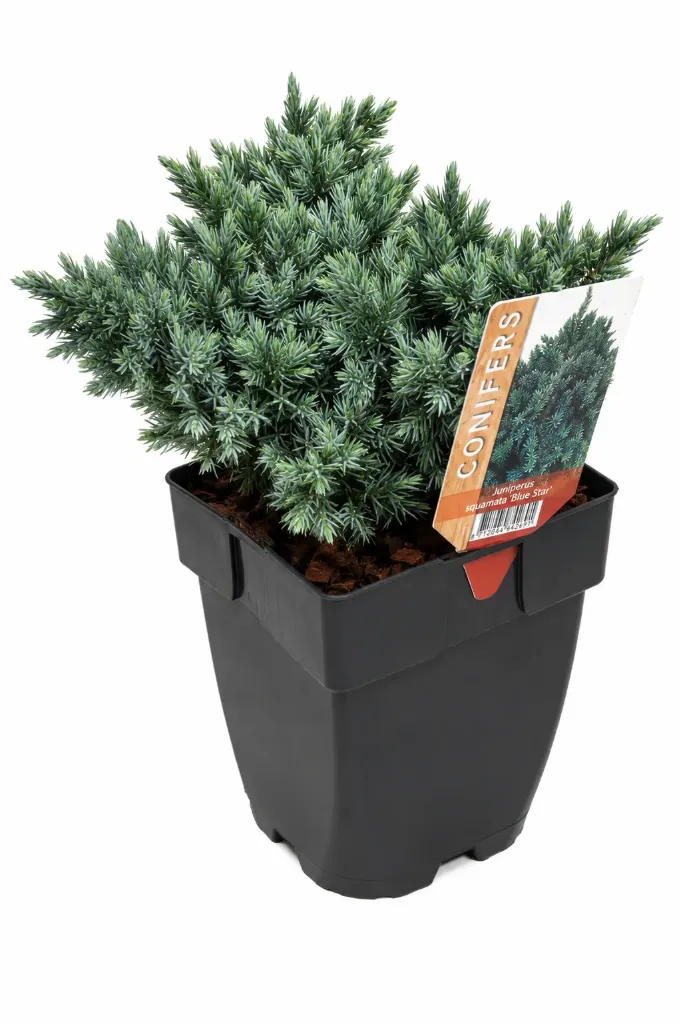 Sinikataja ’Blue Star’ – Juniperus squamata ’Blue Star’