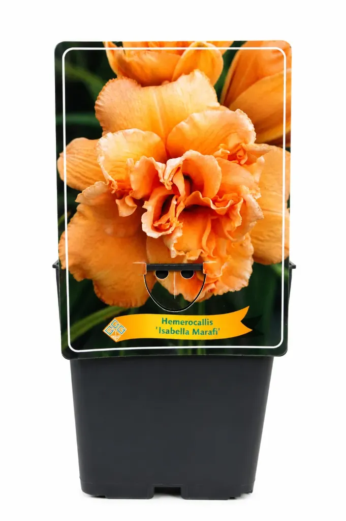 Tarhapäivänlilja ’Isabella Marafi’ – Hemerocallis ’Isabella Marafi’