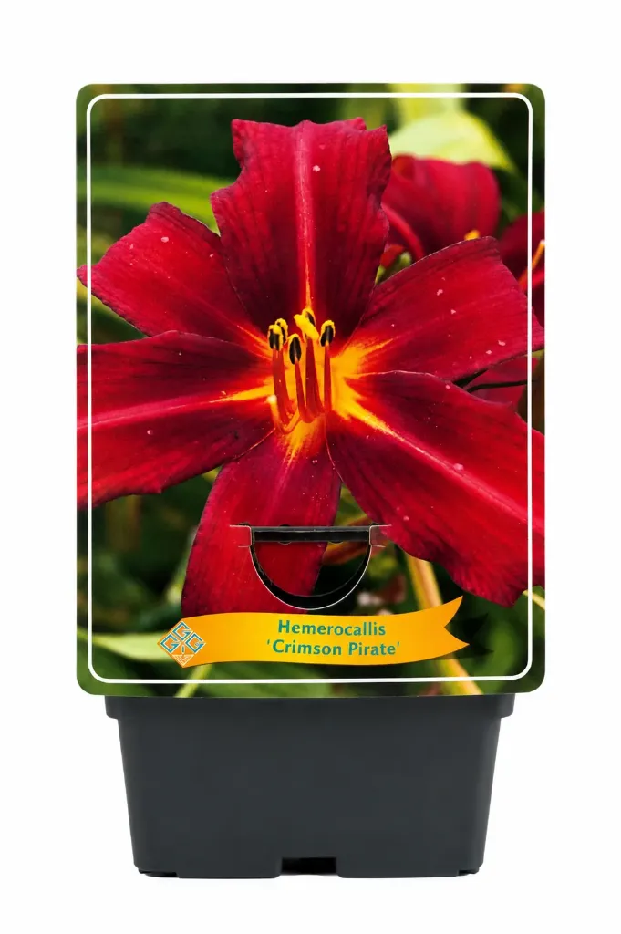 Tarhapäivänlilja ’Crimson Pirate’ – Hemerocallis ’Crimson Pirate’