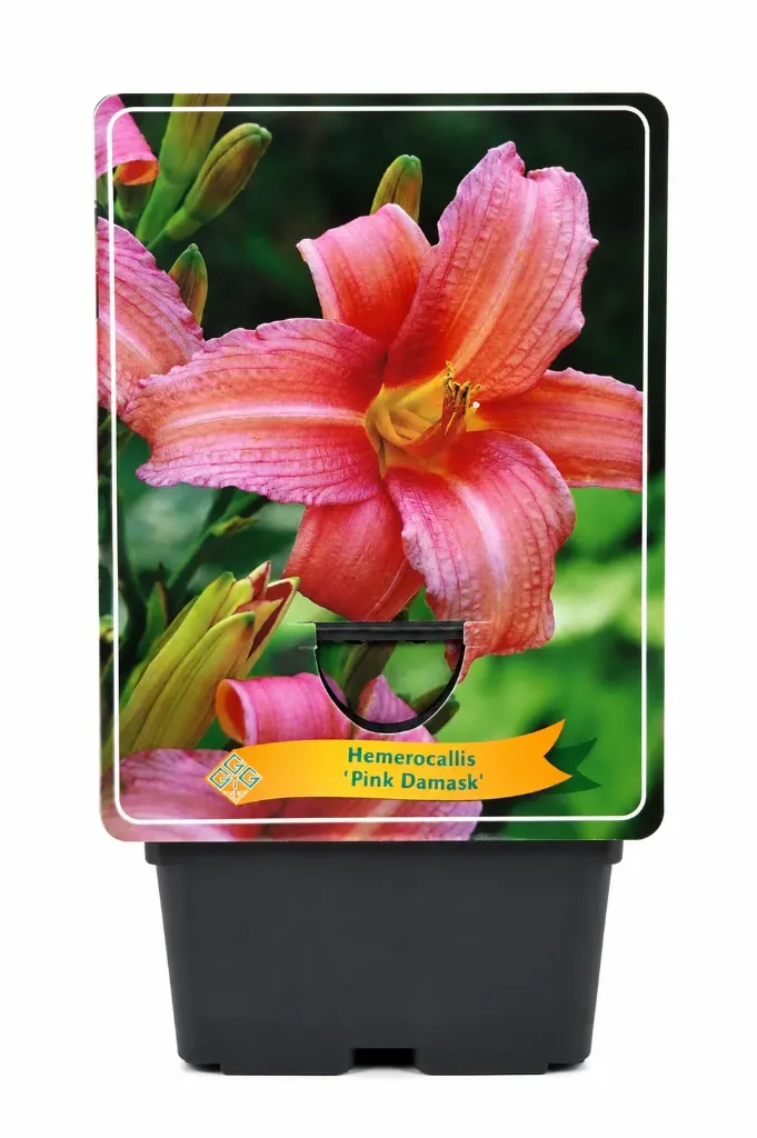 Tarhapäivänlilja ’Pink Damask’ – Hemerocallis ’Pink Damask’