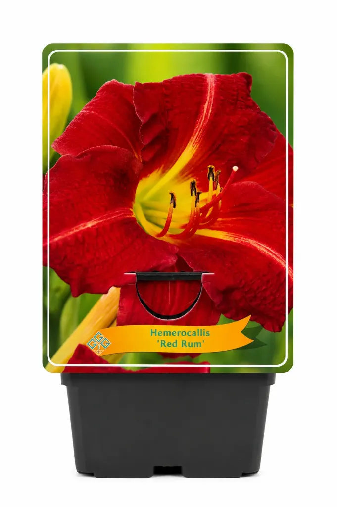 Tarhapäivänlilja ’Red Rum’ – Hemerocallis ’Red Rum’