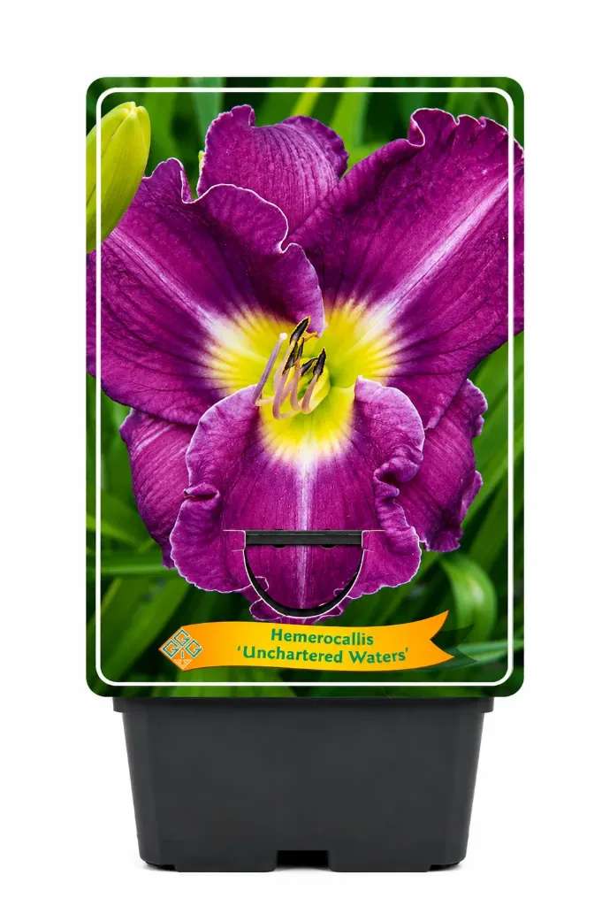 Tarhapäivänlilja ’Unchartered Waters’ – Hemerocallis ’Unchartered Waters’