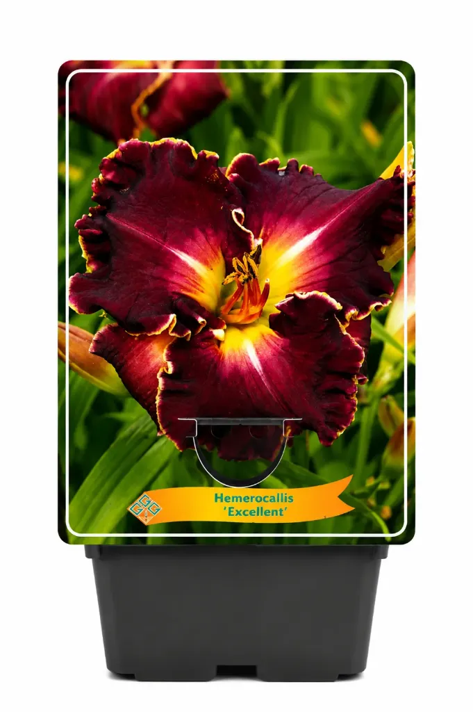 Tarhapäivänlilja ’Excellent’ – Hemerocallis ’Excellent’