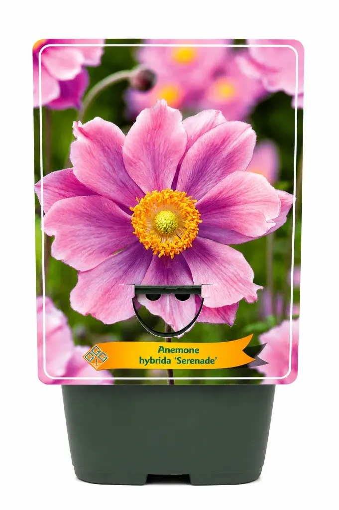 Syysvuokko ’Serenade’ – Anemone hybrida ’Serenade’