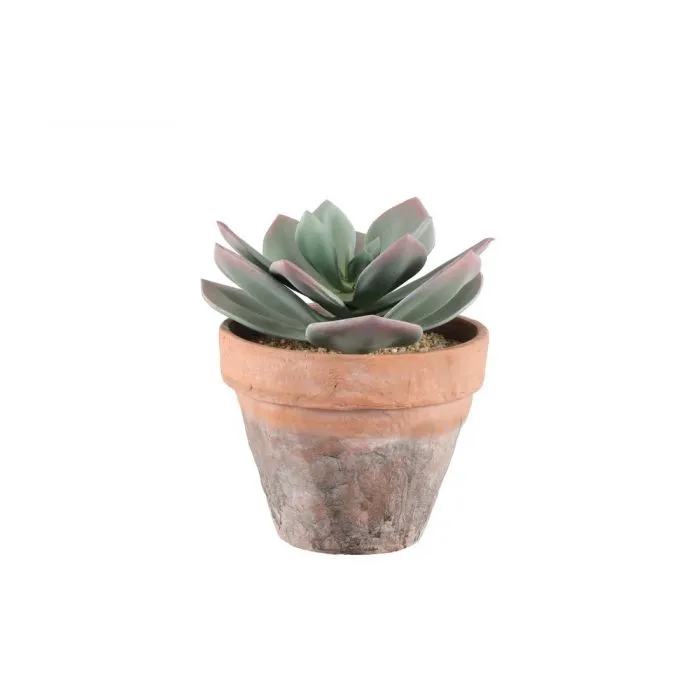 Mehikasvi 20 cm