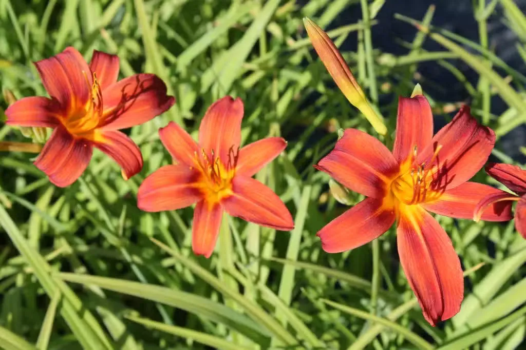 Tarhapäivänlilja ’Sammy Russell’ – Hemerocallis Hybrida-ryhmä