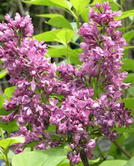 Jalosyreeni puu ’Charles Joly’ – Syringa vulgaris ’Charles Joly’