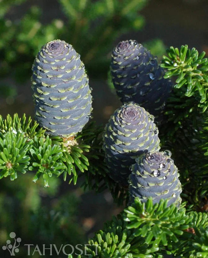 Koreanpihta – Abies koreana 100-125