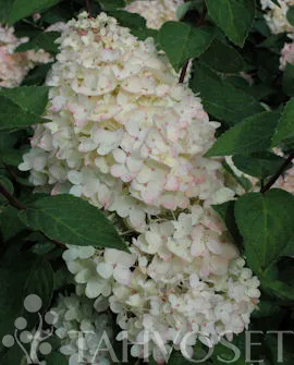 Syyshortensia ’Grandiflora’ pikkupuu FinE® – Hydrangea paniculata ’Grandiflora’ Runko 90