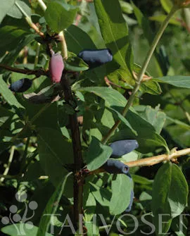 DUET MAKEASINIKUUSAMA – Lonicera caerulea var. kamtschatica 'Duet' 3l