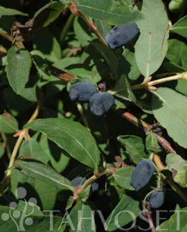 SINOGLASKA MAKEASINIKUUSAMA – Lonicera caerulea var. kamtschatica 'Sinoglaska' 3l