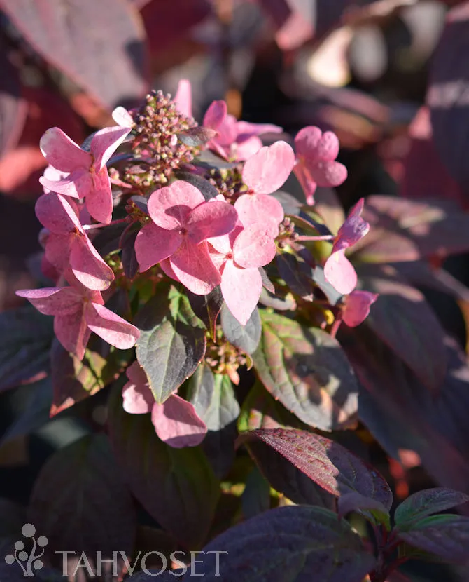 MAGICAL FIRE SYYSHORTENSIA – Hydrangea paniculata ’Magical Fire’ 3l