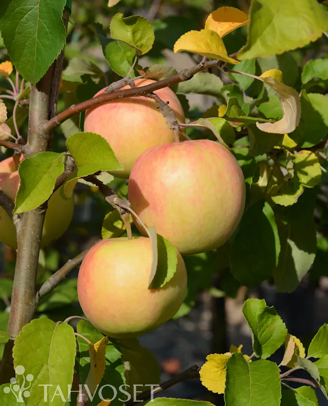PERHEOMENAPUU – Malus domestica ’Perheomenapuu’ 10l