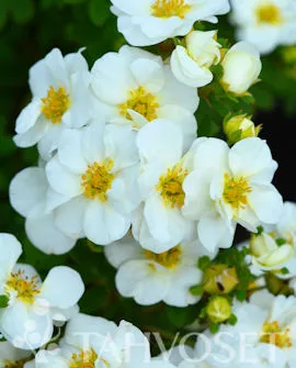CREME BRULE™ PENSASHANHIKKI – Dasiphora fruticosa ’Bailbrule’ 3L