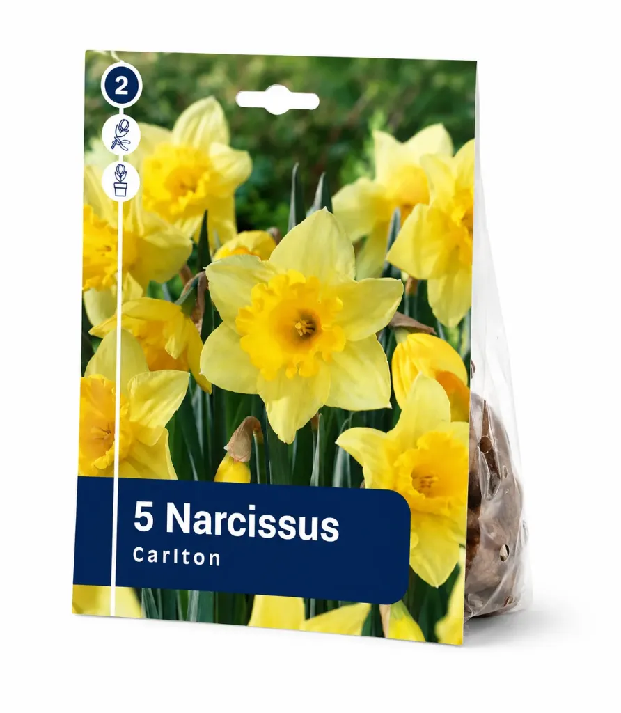 Narsissi ’Carlton’ – Narcissus ’Carlton’ – 5 sipulia