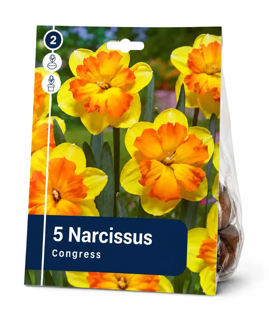 Narsissi ’Congress’ – Narcissus ’Congress’ – 5 sipulia