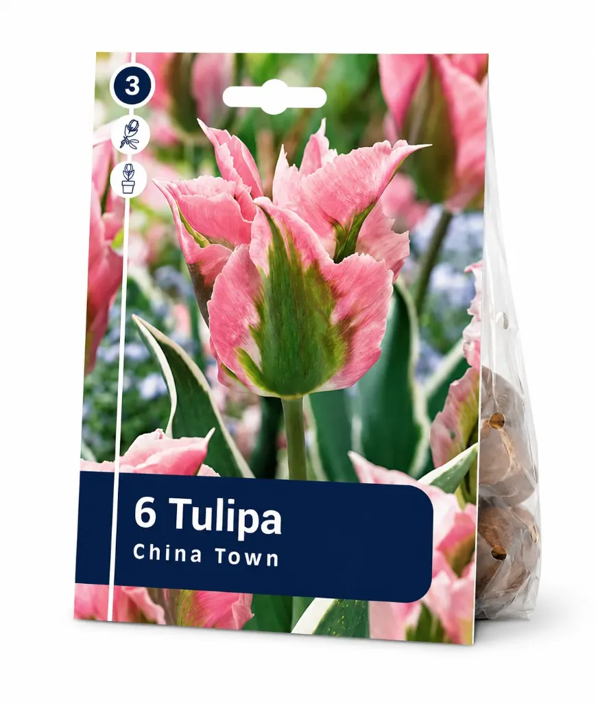 Tulppaani ’China Town’ – Tulipa ’China Town’ – 6 sipulia