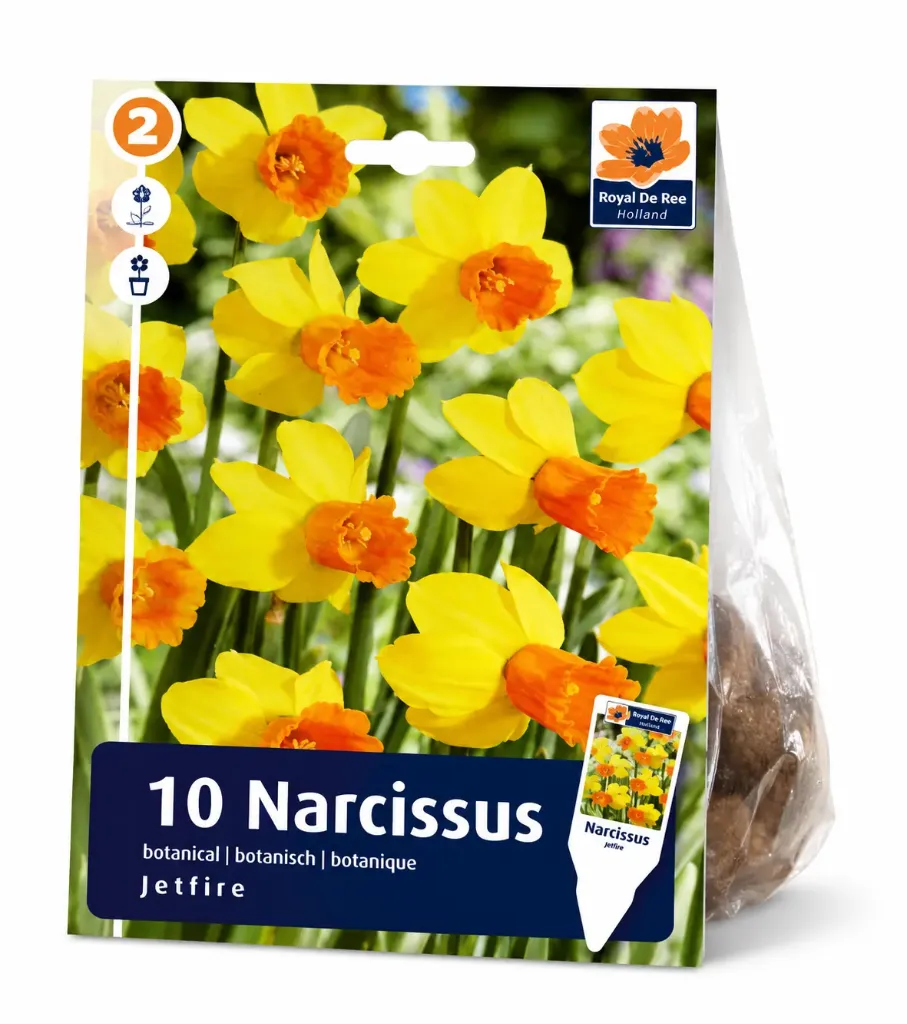 Narsissi ’Jetfire’ – Narcissus ’Jetfire’ – 10 sipulia