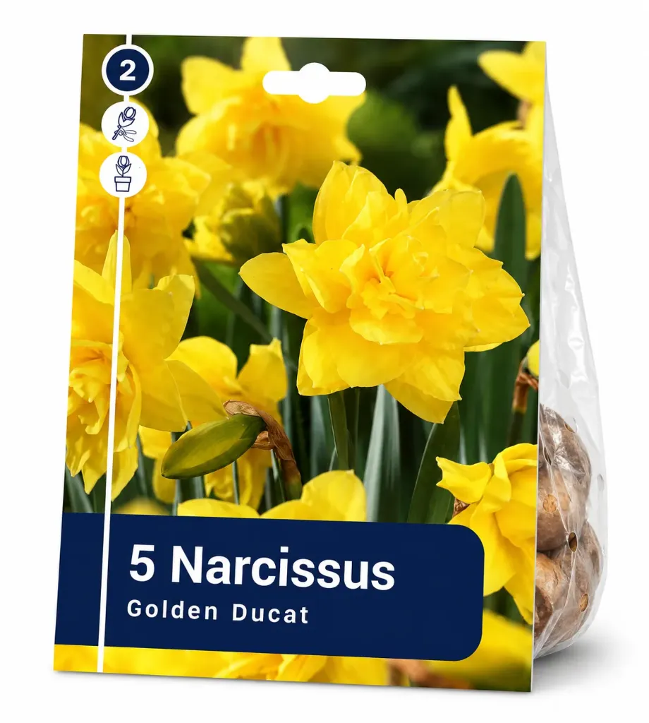 Narsissi ’Golden Ducat’ – Narcissus ’Golden Ducat’ – 5 sipulia
