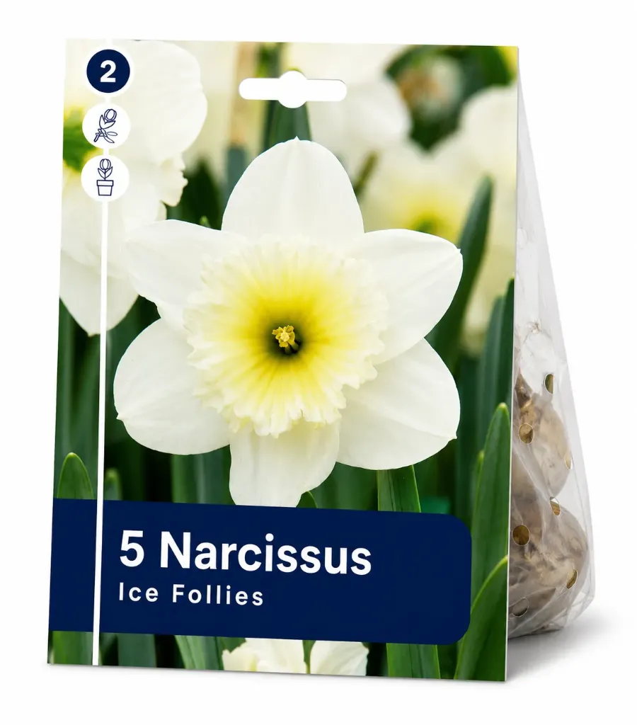 Narsissi ’Ice Follies’ – Narcissus ’Ice Follies’ – 5 sipulia