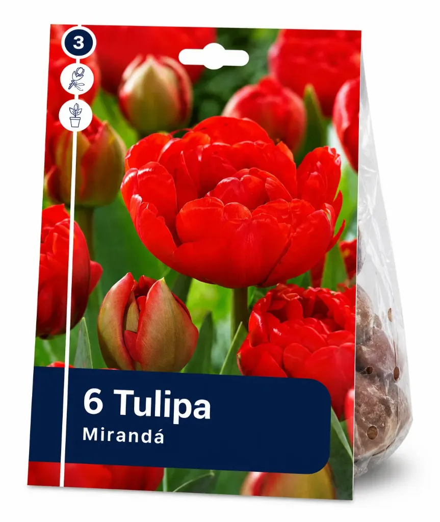 Tulppaani ’Miranda’ – Tulipa ’Miranda’ – 6 sipulia