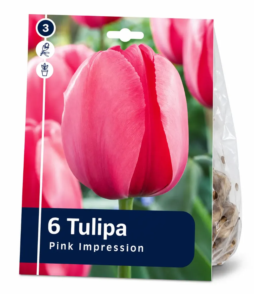Tulppaani ’Pink Impression’ – Tulipa ’Pink Impression’ – 6 sipulia