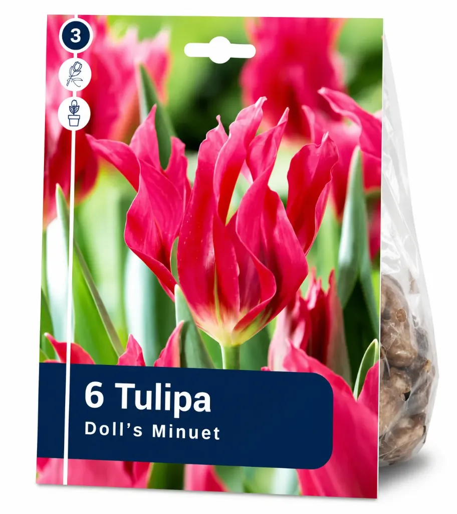 Tulppaani ’Doll’s Minuet’ – Tulipa ’Doll’s Minuet’ – 6 sipulia