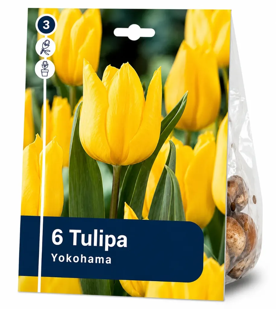 Tulppaani ’Yokohama’ – Tulipa ’Yokohama’ – 6 sipulia