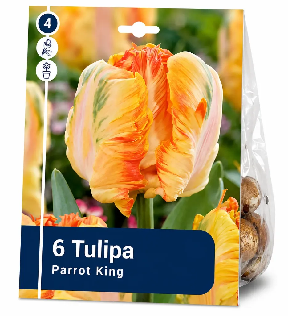 Papukaijatulppaani ’Parrot King’ – Tulipa ’Parrot King’ – 6 sipulia