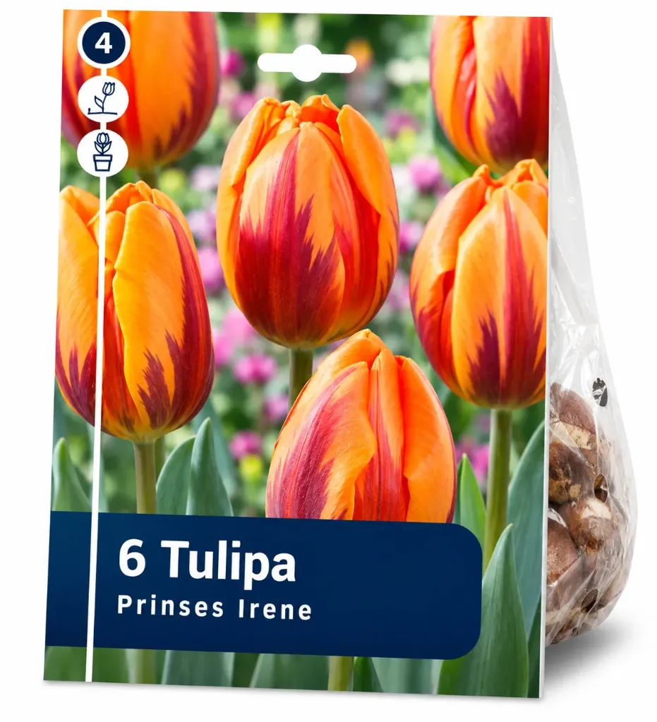 Tulppaani ’Prinses Irene’ – Tulipa ’Prinses Irene’ – 6 sipulia