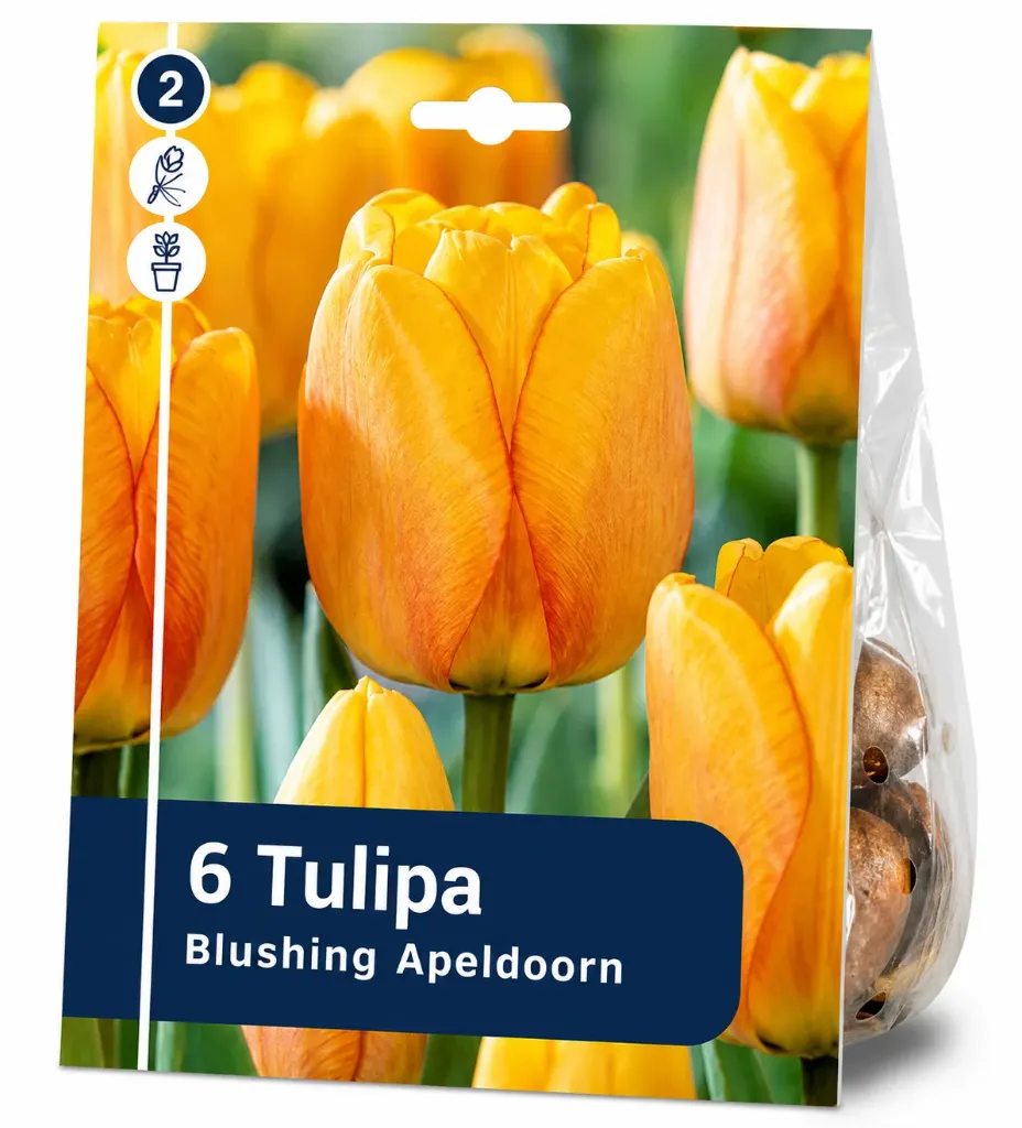 Tulppaani ’Blushing Apeldoorn’ – 6 sipulia