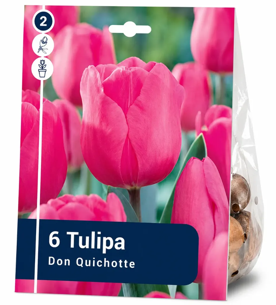 Tulppaani ’Don Quichotte’ – Tulipa ’Don Quichotte’ – 6 sipulia
