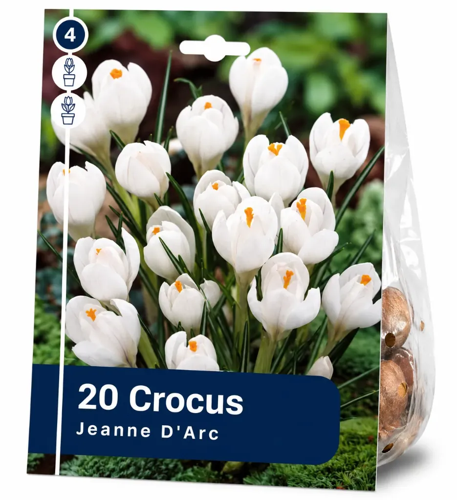 Krookus ’Jeanne d’Arc’ – Crocus vernus ’Jeanne d’Arc’ – 20 sipulia
