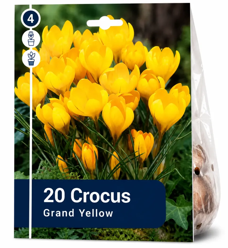 Krookus ’Grand Yellow’ – Crocus ’Grand Yellow’ – 20 sipulia