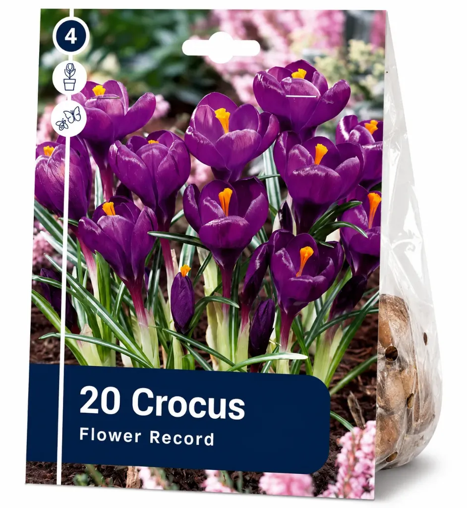 Krookus ’Flower Record’ – 20 sipulia