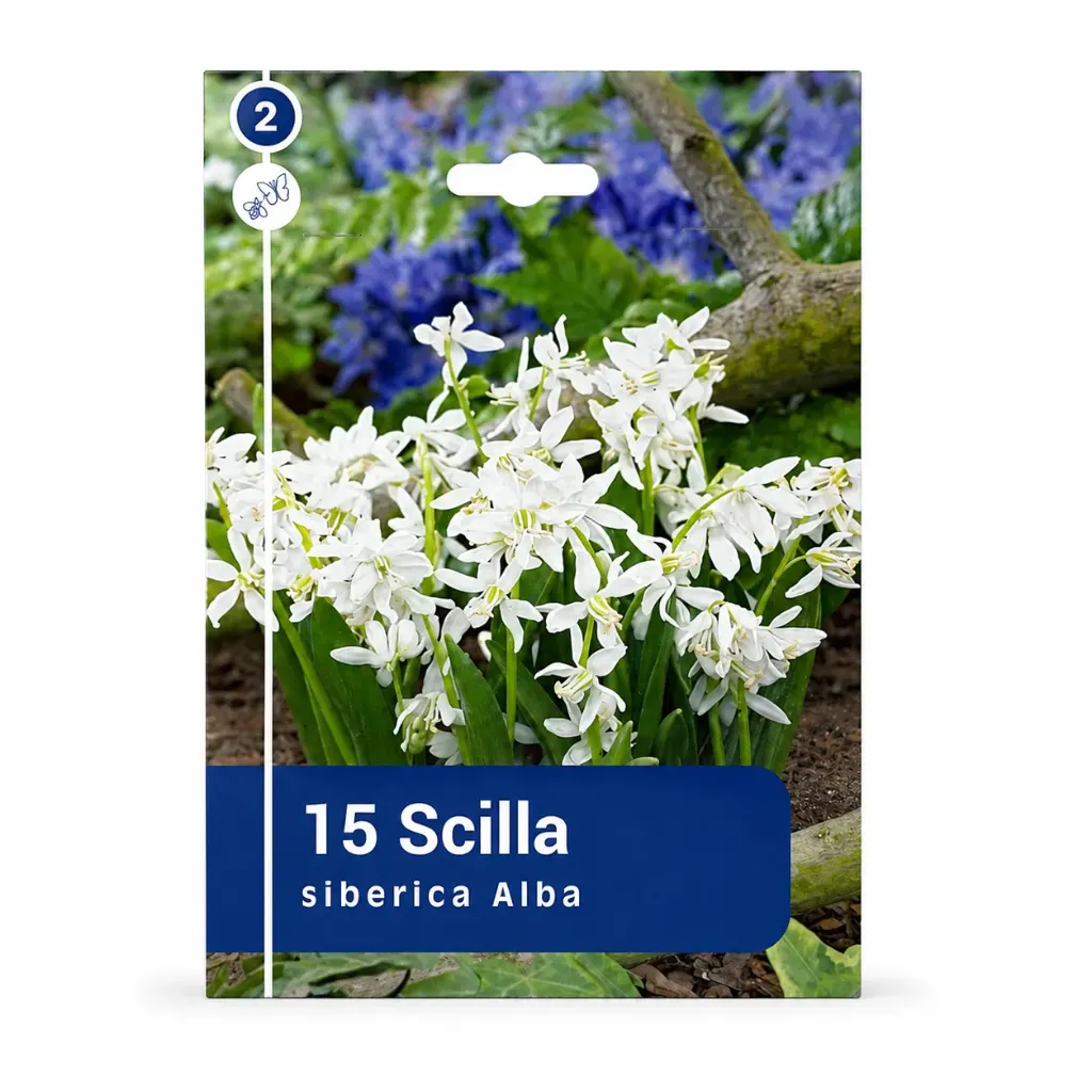 Idänsinililja ’Alba’ – Scilla siberica ’Alba’ – 15 sipulia