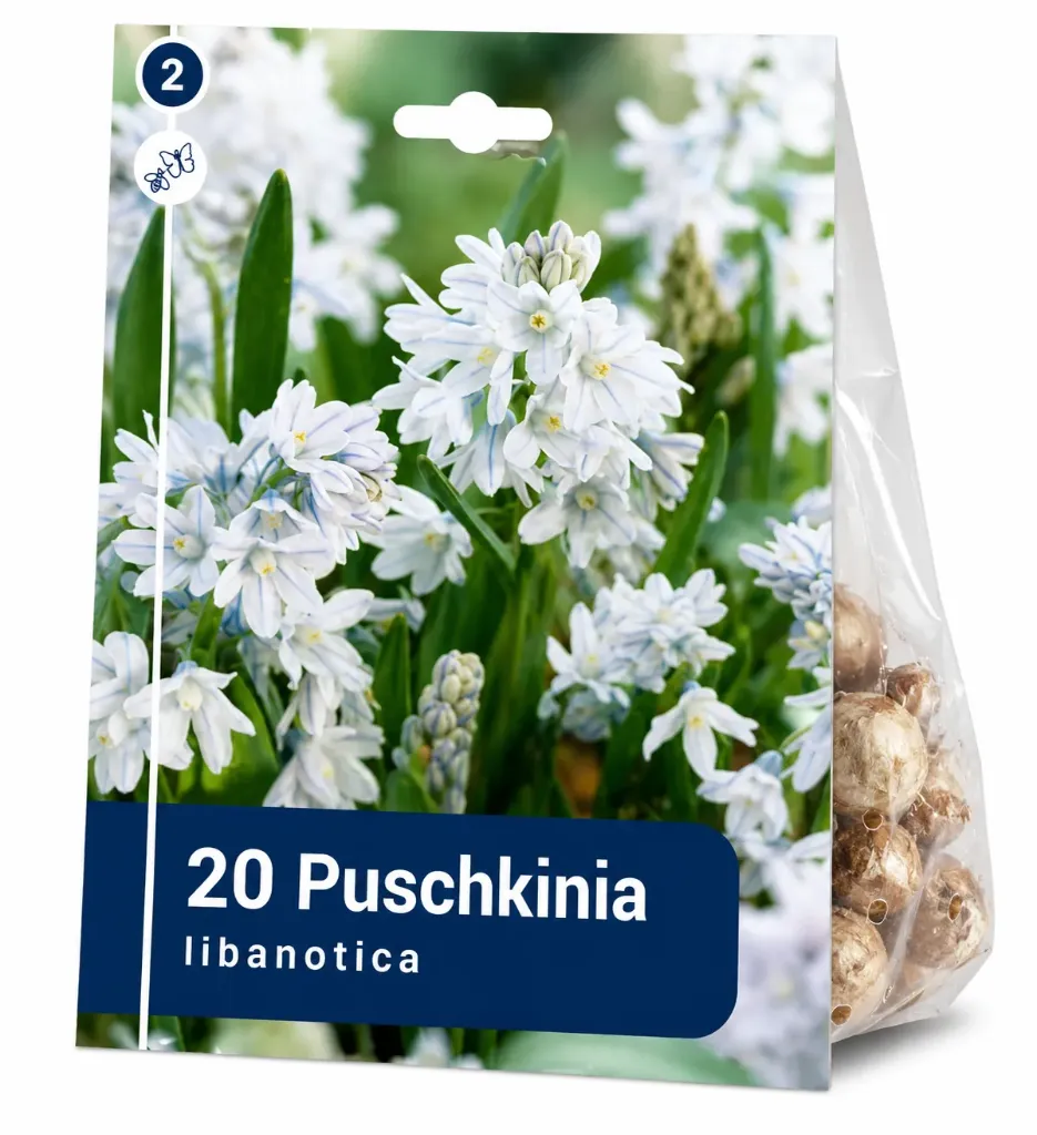 Posliinihyasintti – Puschkinia libanotica – 20 sipulia