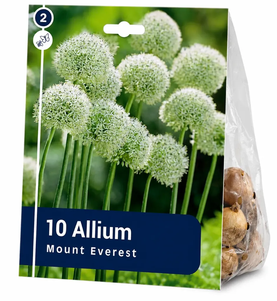 Koristelaukka ’Mount Everest’ – Allium ’Mount Everest’ – 10 sipulia