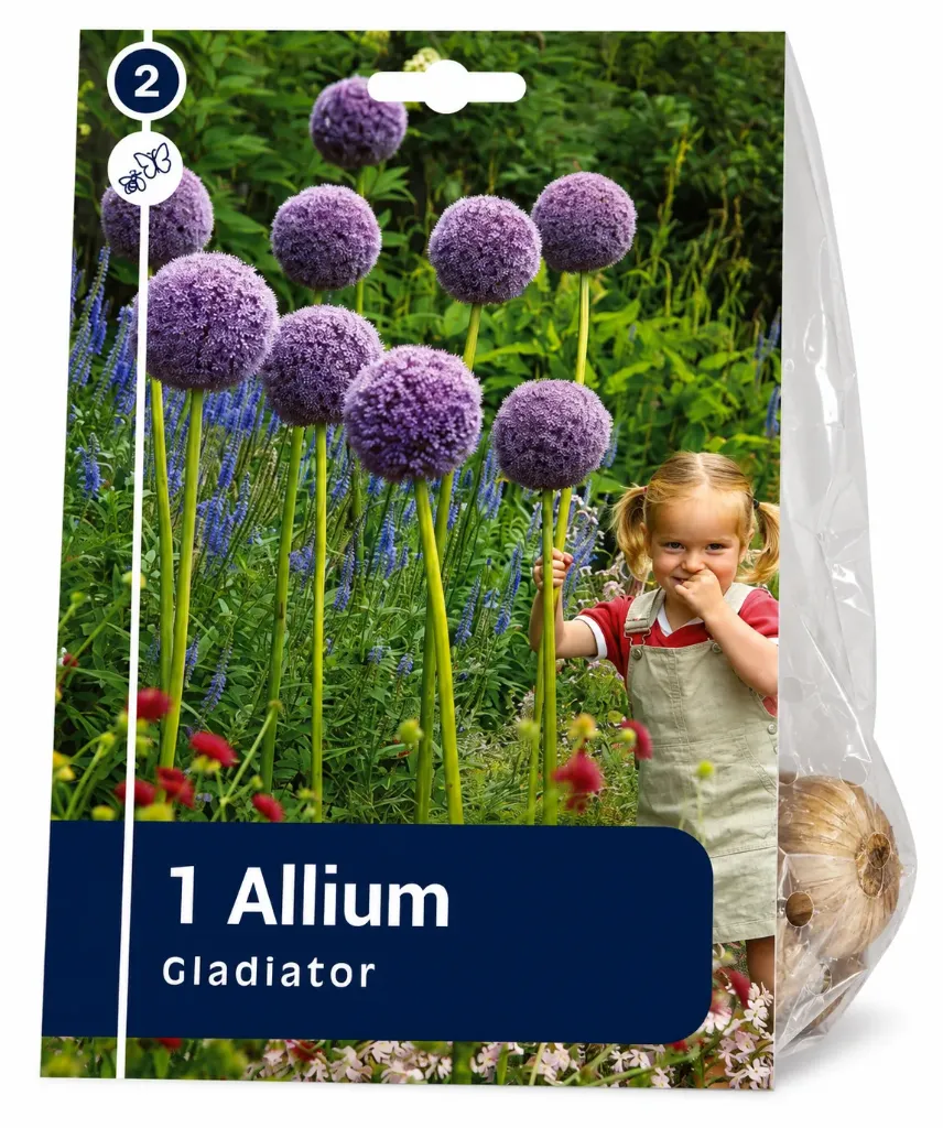 Koristelaukka ’Gladiator’ – Allium ’Gladiator’ – 1 sipuli