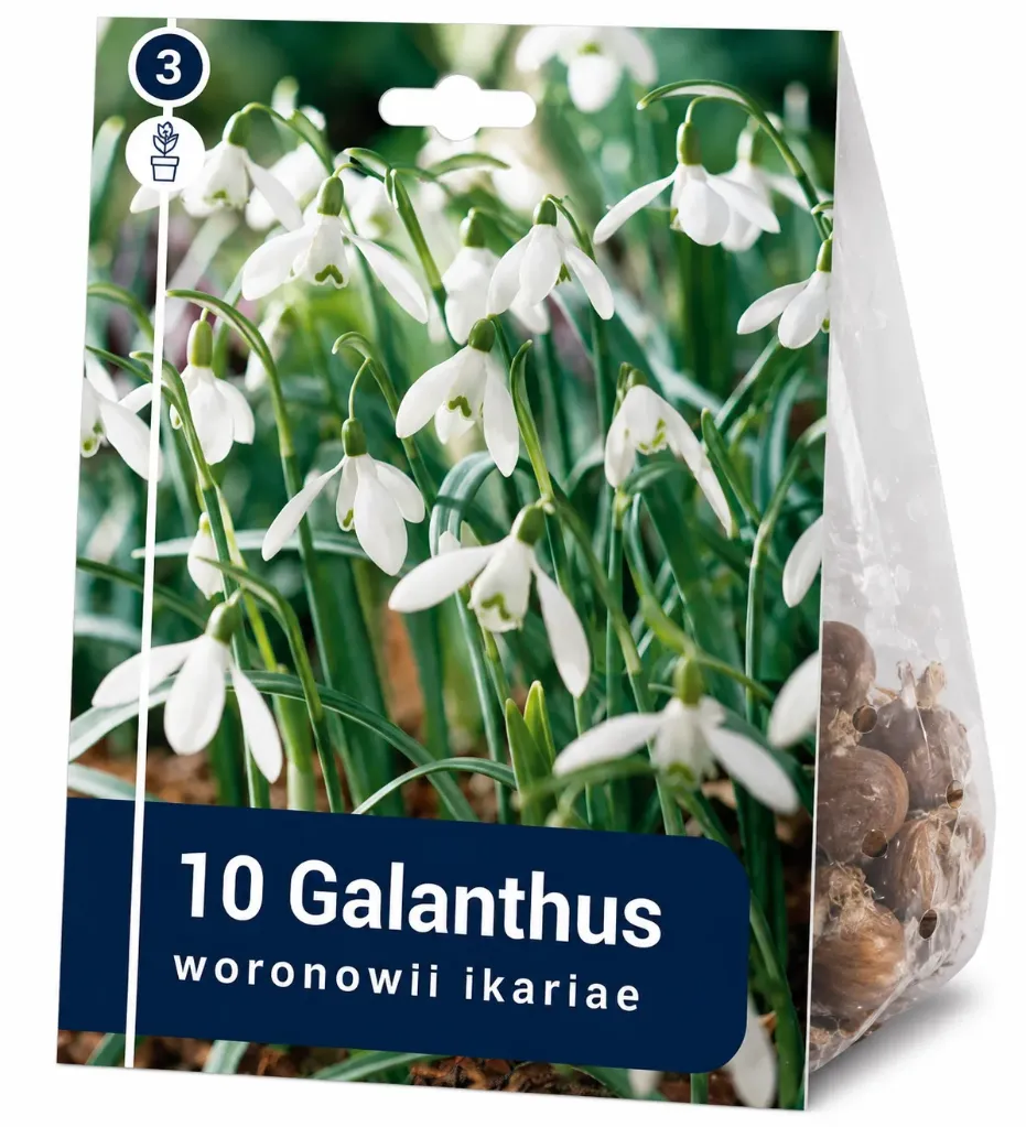 Lumikello ’Woronowii Ikariae’ – Galanthus – 10 sipulia