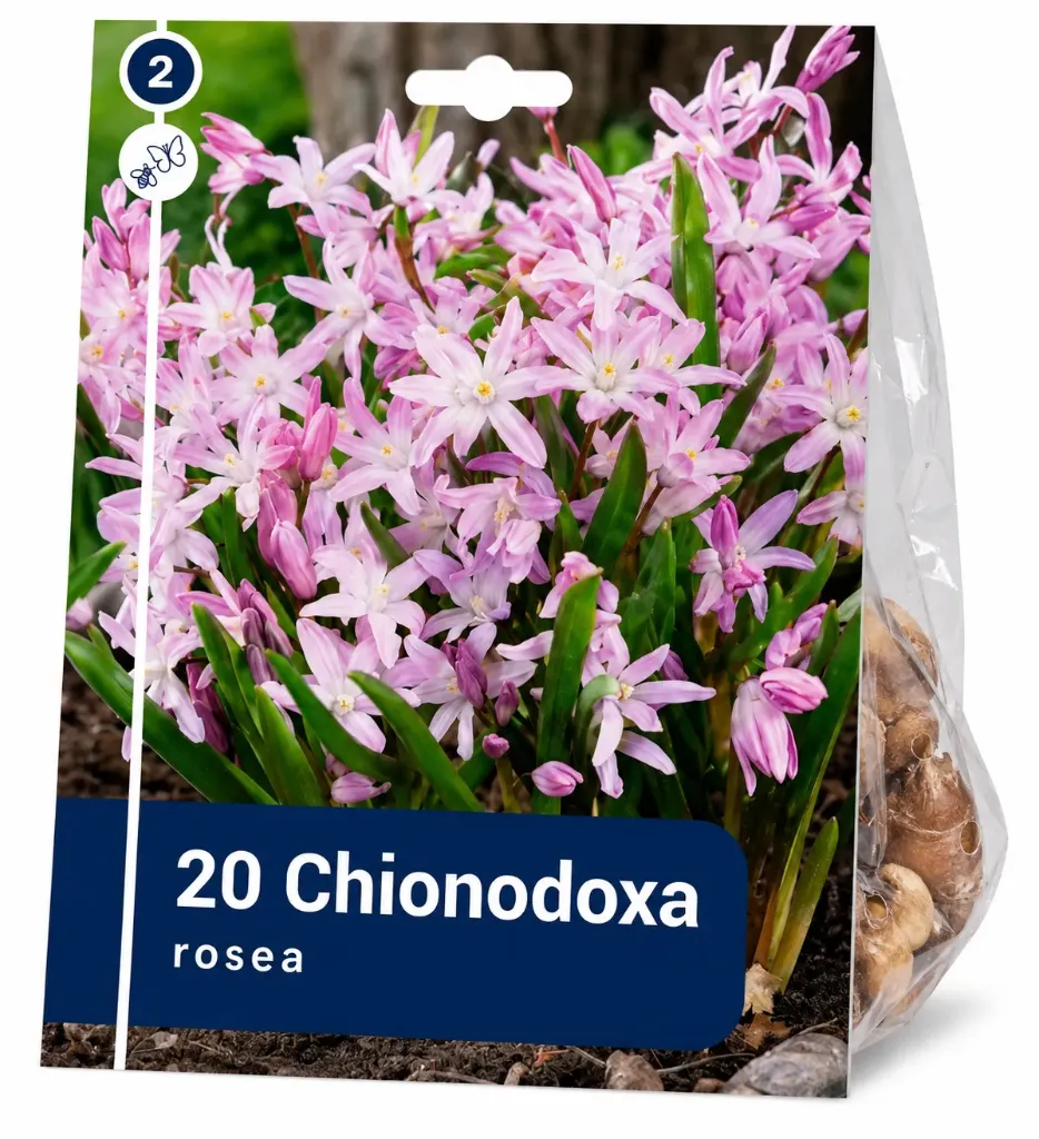 Vaaleanpunainen kevättähti – Chionodoxa rosea – 20 sipulia