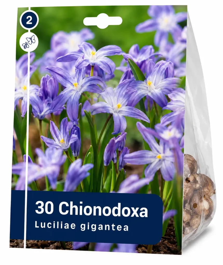 Kevättähti ’Luciliae Gigantea’ – Chionodoxa – 30 sipulia
