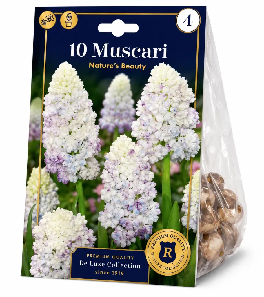 Helmihyasintti ’Nature’s Beauty’ – Muscari – 10 sipulia